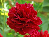 Pivoňka bylinná Red Sarah Bernhardt, květináč 1,5 l