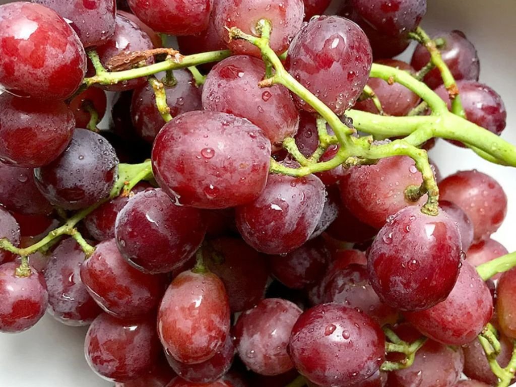 Réva vinná stolní Suffolk Red, vyvázaná, výška 150–175 cm, květináč 5 l