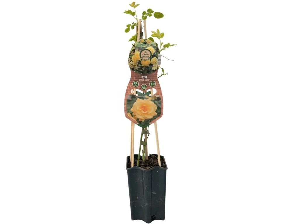 Růže popínavá Spring Queen, výška 50–60 cm, květináč 1,5 l