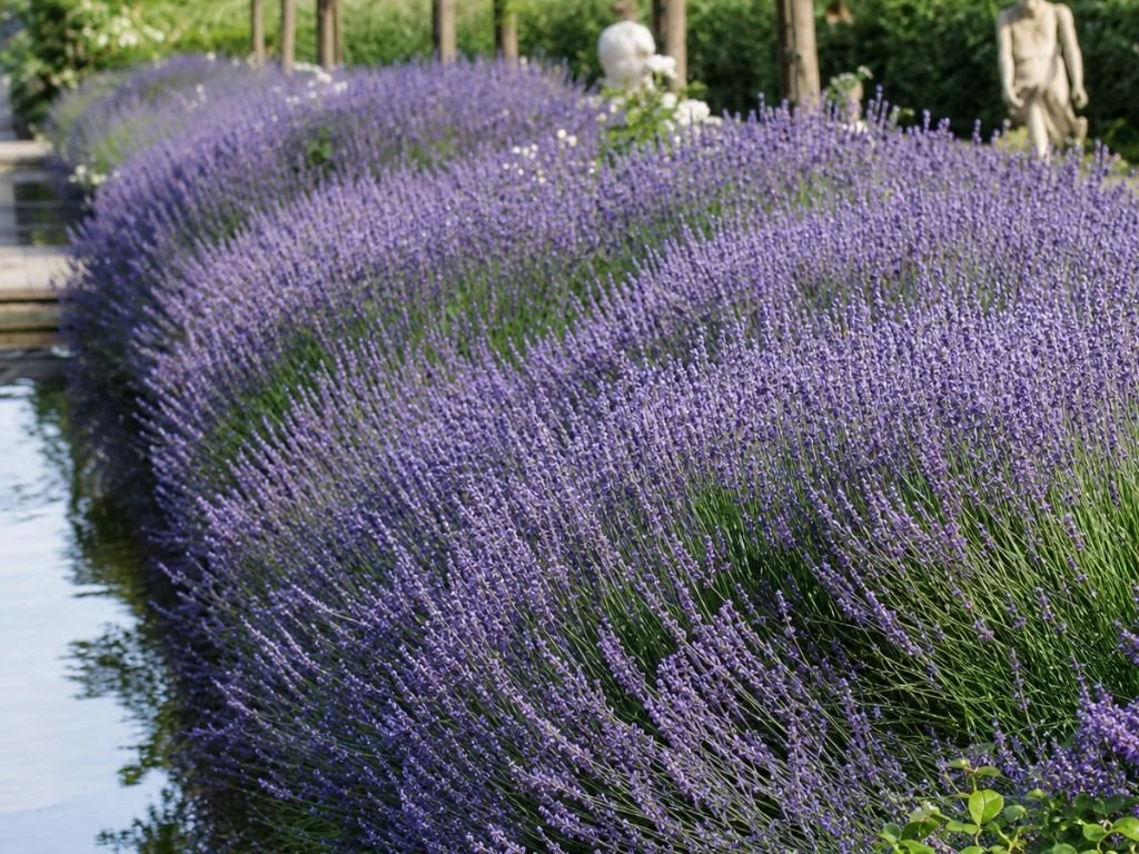 Levandule úzkolistá Dwarf Blue, květináč 9 cm