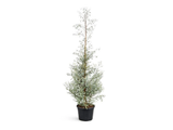Eukalyptus Gunnii, výška 150–200 cm, květináč 18 l