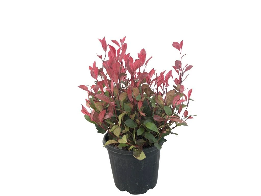 Blýskavka Fraserova Chico, výška 30–50 cm, květináč 5 l