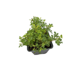 Minirůže Cutie Pie, výška 10–15 cm, květináč 9 cm
