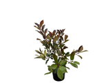 Blýskavka Fraserova Red Robin, výška 40–70 cm, květináč 3 l