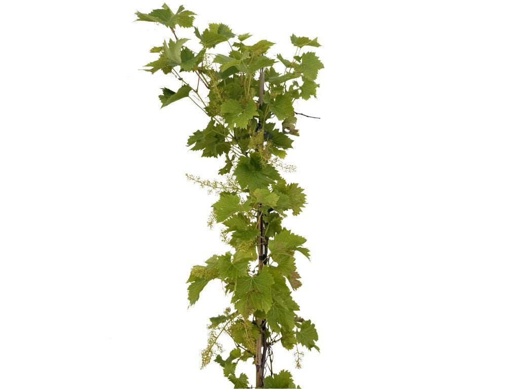 Réva vinná stolní Fragola Bianca, vyvázaná, výška 150–175 cm, květináč 5 l