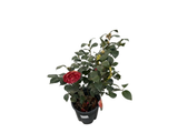 Kamélie japonská Dr. Burnside, výška 50–60 cm, květináč 9 l
