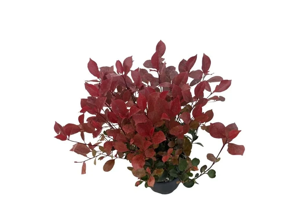 Blýskavka Fraserova Little Red Robin, výška 35–40 cm, květináč 40 l