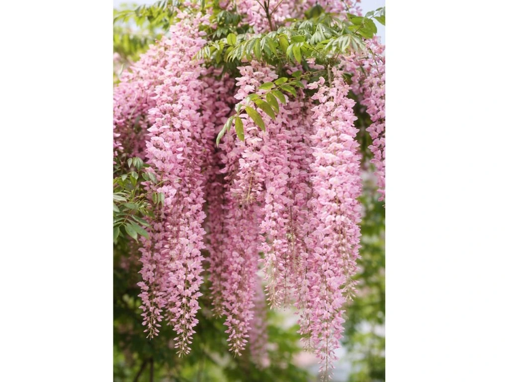 Vistárie květnatá Rosea, výška 50–70 cm, květináč 15 cm