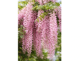 Vistárie květnatá Rosea, výška 50–70 cm, květináč 15 cm
