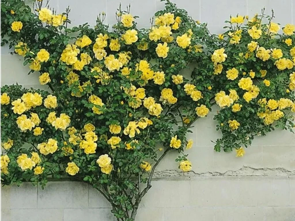 Růže popínavá Golden Climber, výška 50–60 cm, květináč 17 cm
