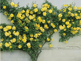 Růže popínavá Golden Climber, výška 50–60 cm, květináč 17 cm