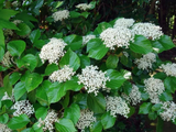 Kalina japonská Grandiflorum, výška 20–40 cm, květináč 2 l