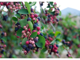 Muchovník olšolistý Saskatoon Berry, výška 20–40 cm, květináč 21 cm