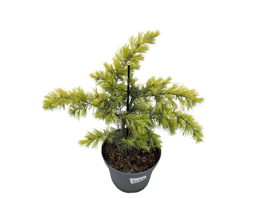 Cedr himálajský Golden Horizon, výška 30–40 cm, květináč 5 l
