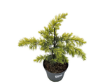 Cedr himálajský Golden Horizon, výška 30–40 cm, květináč 5 l