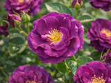 Růže popínavá Purple Queen, výška 50–60 cm, květináč 1,5 l