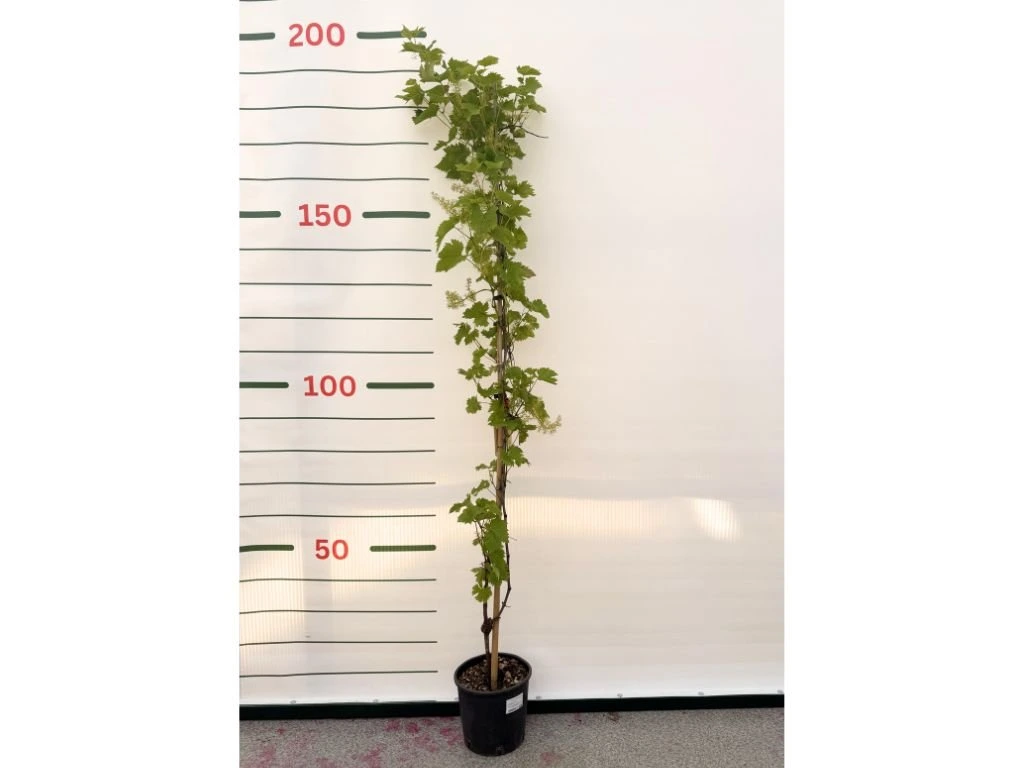Réva vinná stolní Crimson, vyvázaná, výška 150–175 cm, květináč 5 l