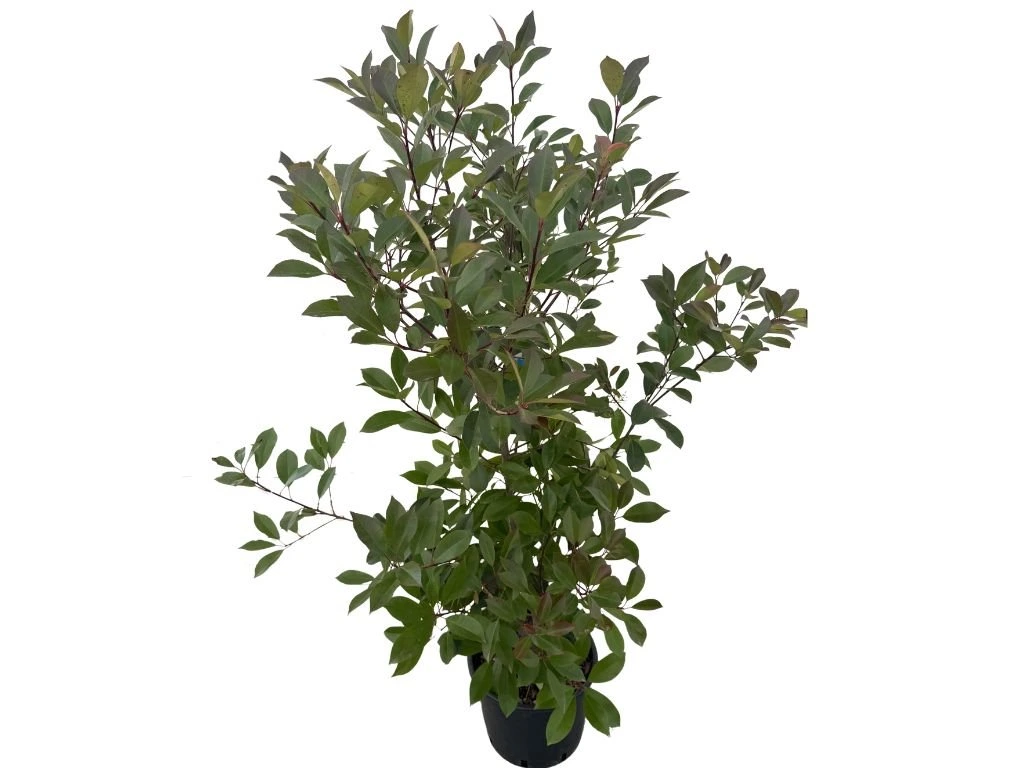 Blýskavka Fraserova Red Robin, výška 100–130 cm, květináč 15 l