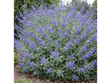 Ořechoplodec klandonský Kew Blue, výška 20–30 cm, květináč 15 cm