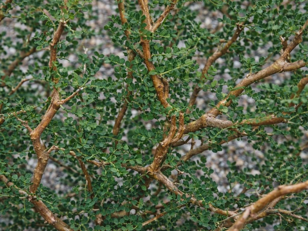 Sofora Little Baby, výška 30–40 cm, květináč 17 cm