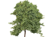 Jalovec položený Nana na 65–70 cm kmínku, výška 95–105 cm, květináč 18 l