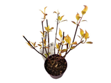 Svída bílá Kesselringii, výška 30–40 cm, květináč 14 cm
