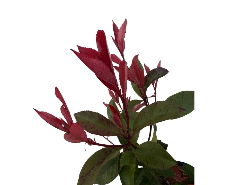 Blýskavka Fraserova Robusta Compact, výška 60–100 cm, květináč 3 l