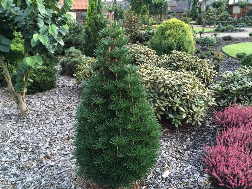 Pajehličník přeslenitý, výška 10–20 cm, květináč 9 cm