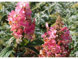 Hortenzie latnatá Pink Diamond, výška 30–40 cm, květináč 17 cm