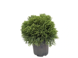 Kryptomérie japonská Globosa Nana, výška 60–70 cm, květináč 45 l