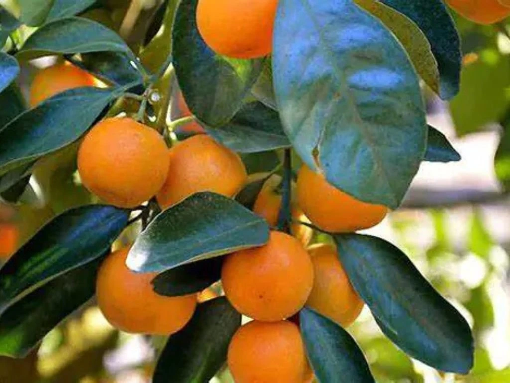 Mandarinka Citrus Nobilis na 25–30 cm kmínku, výška 60–70 cm, květináč 5 l