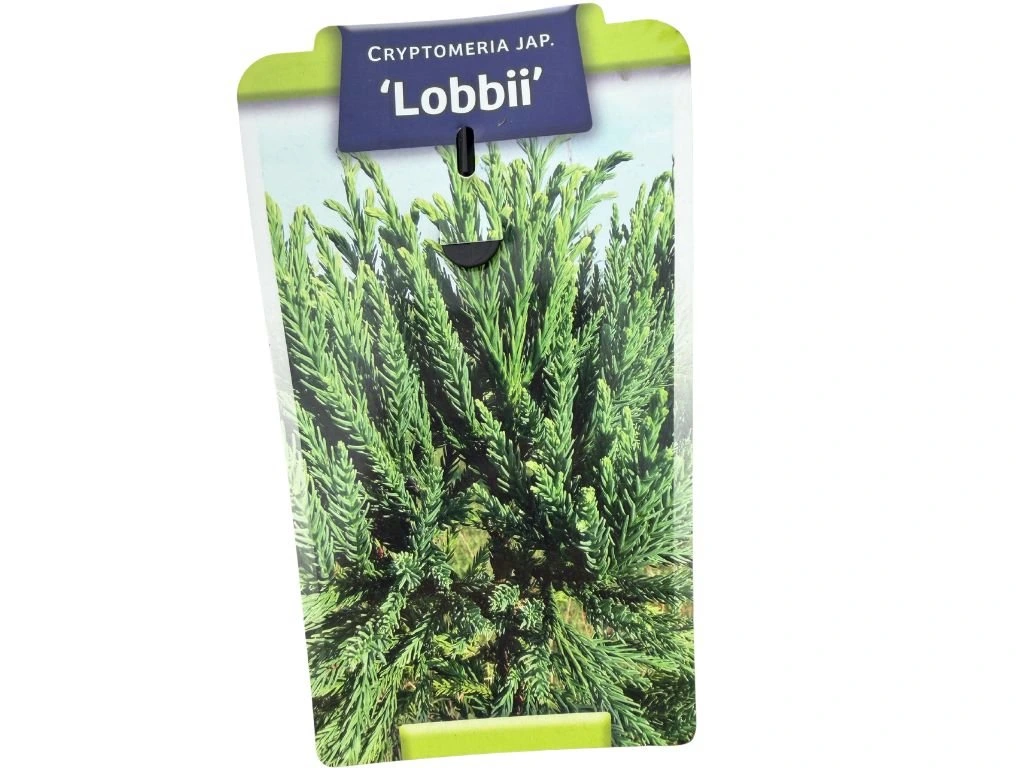 Kryptomerie japonská Lobbii, výška 70–90 cm, květináč 23 cm