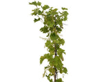 Réva vinná stolní Suffolk Red, vyvázaná, výška 150–175 cm, květináč 5 l