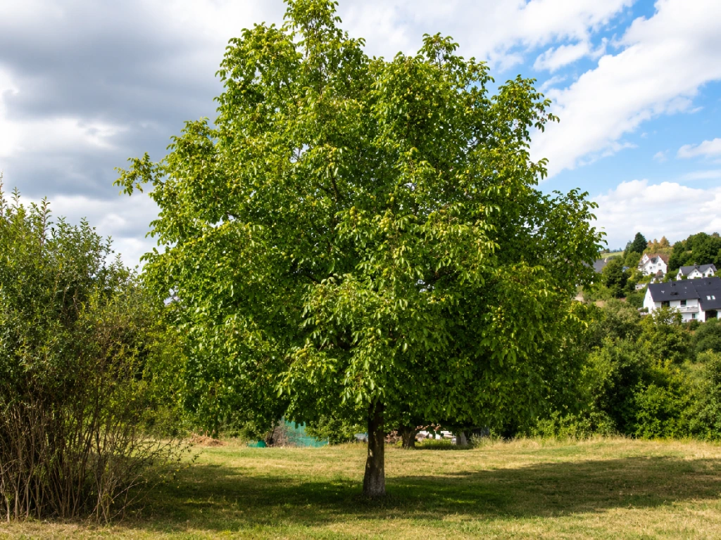 Ořešák královský na 180–200 cm kmínku, výška 300–400 cm, květináč 45 l, vysokokmen