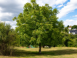 Ořešák královský na 180–200 cm kmínku, výška 300–400 cm, květináč 45 l, vysokokmen