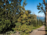 Kryptomerie japonská Rasen, výška 70–90 cm, květináč 23 cm