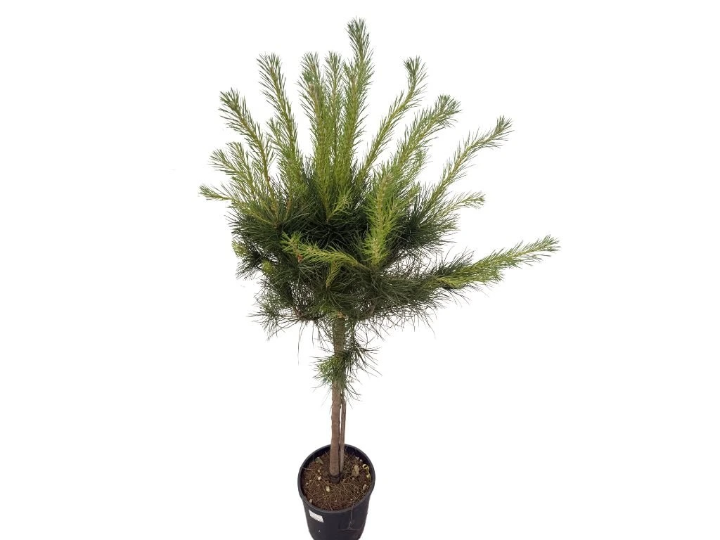 Borovice piniová na 80–90 cm kmínku, výška 120–140 cm, květináč 15 l