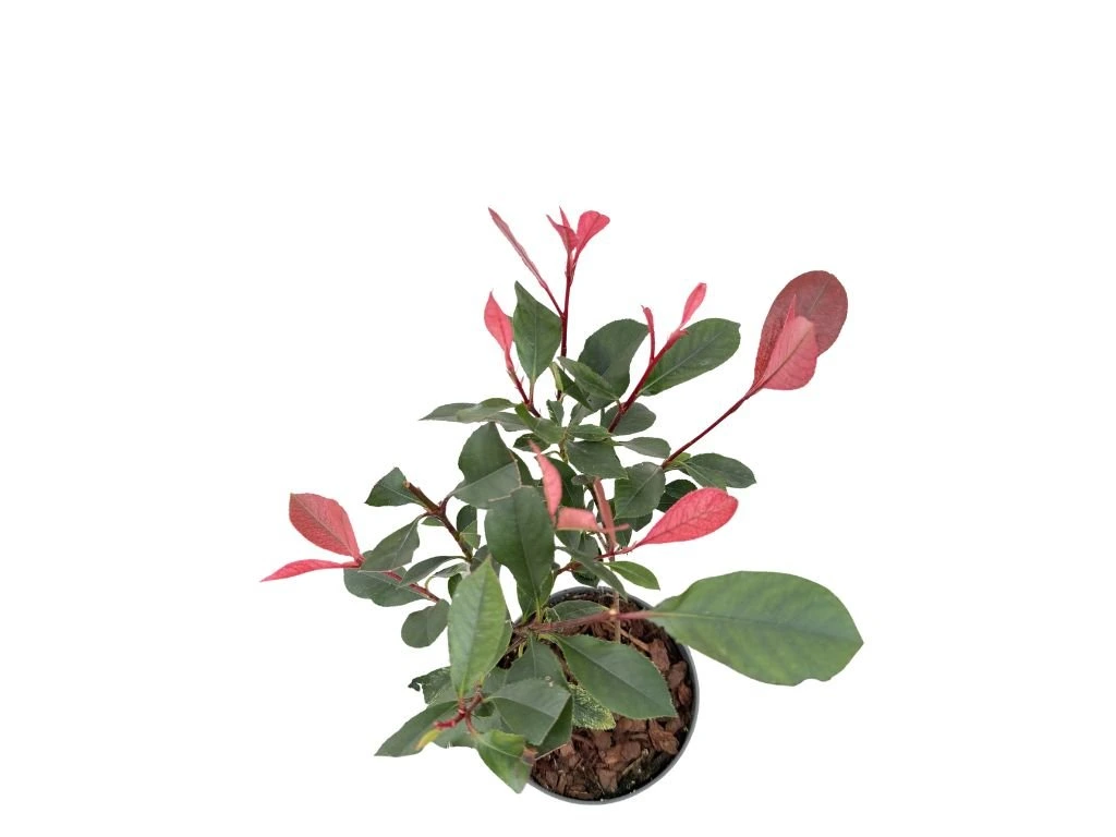 Blýskavka Little Fenna, výška 15–25 cm, květináč 9,5 cm