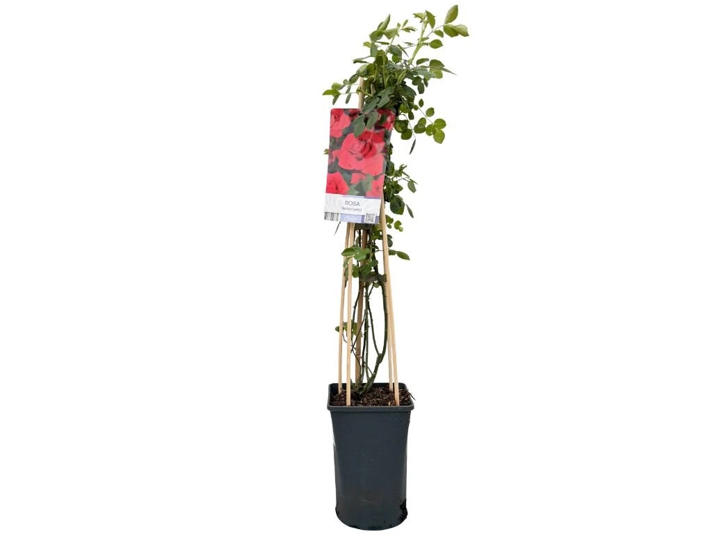 Růže popínavá Heidelberg, výška 50–60 cm, květináč 17 cm