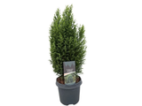 Cypřišek Lawsonův Ellwoodii, výška 40–50 cm, květináč 19 cm
