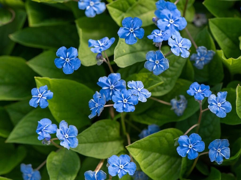 Pupkovec jarní, květináč 9 cm