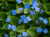 Pupkovec jarní, květináč 9 cm