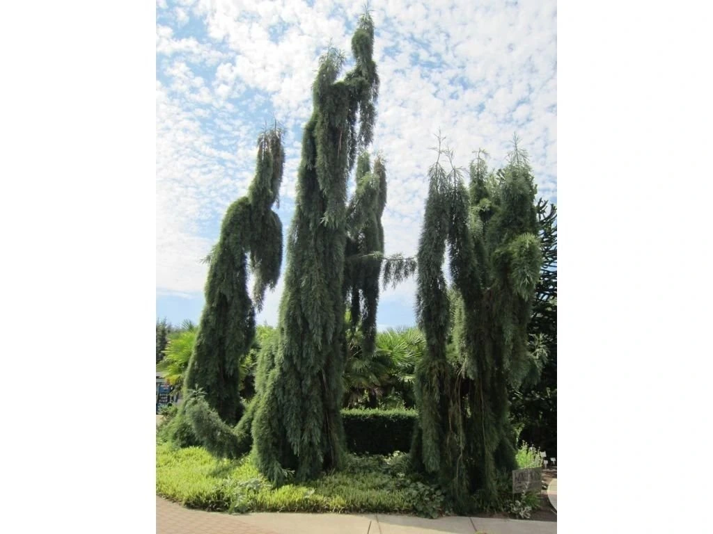Sekvojovec mamutí Pendulum, výška 70–100 cm, květináč 15 l