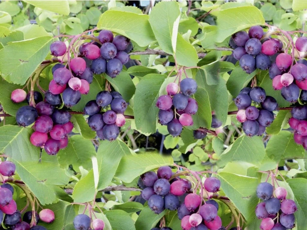 Muchovník olšolistý Thiessen, výška 30–40 cm, květináč 2 l