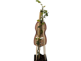 Růže popínavá Tropical, výška 50–60 cm, květináč 1,5 l