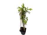 Růže popínavá Veilchenblau, výška 50–60 cm, květináč 17 cm