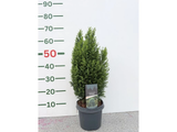 Cypřišek Lawsonův Ellwoodii, výška 40–50 cm, květináč 19 cm
