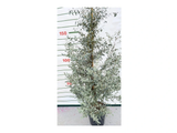 Eukalyptus Gunnii, výška 150–200 cm, květináč 18 l