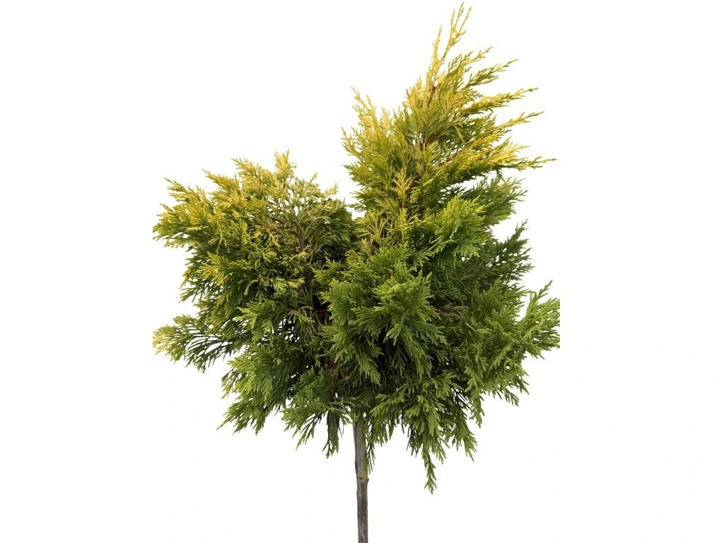 Cypřišovec Leylandův Gold Rider na kmínku 70–80 cm, výška 110–125 cm, květináč 9 l