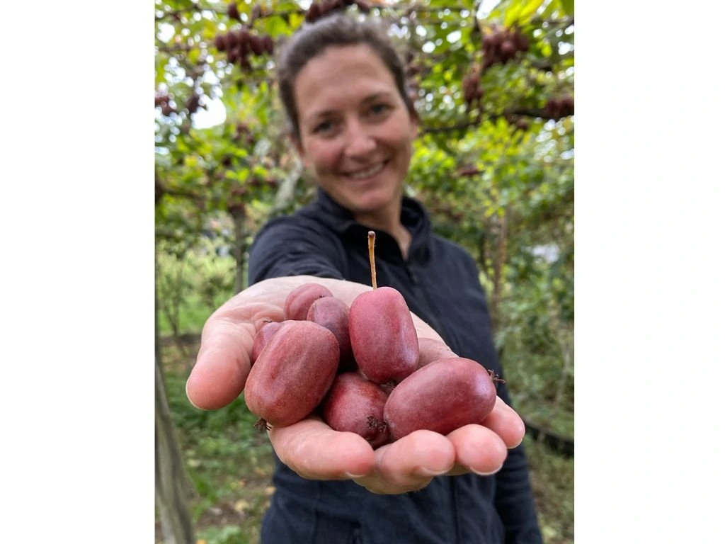 Mini kiwi Red Jumbo, výška 20–40 cm, květináč 9 cm